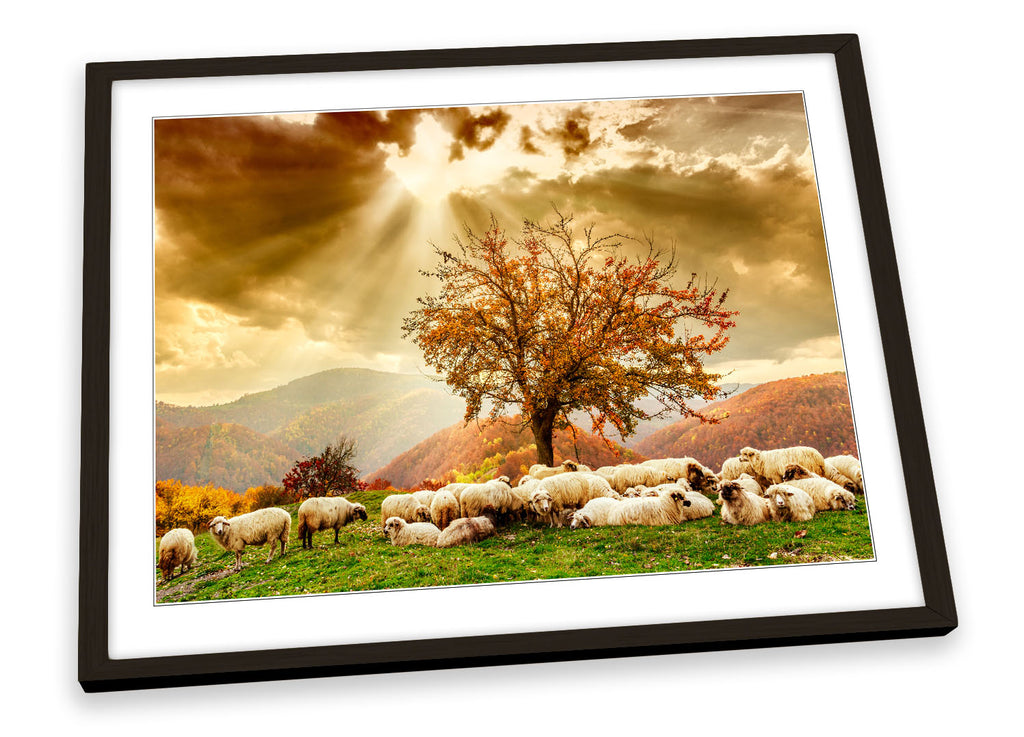 Highlands Sunset Landscape Sheep Framed