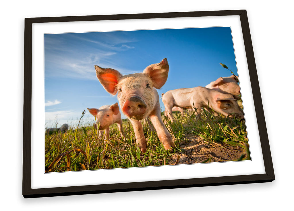Pig Farm Piglets Framed