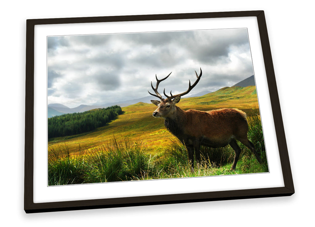 Stag Deer Scotland Highlands Wildlife Framed