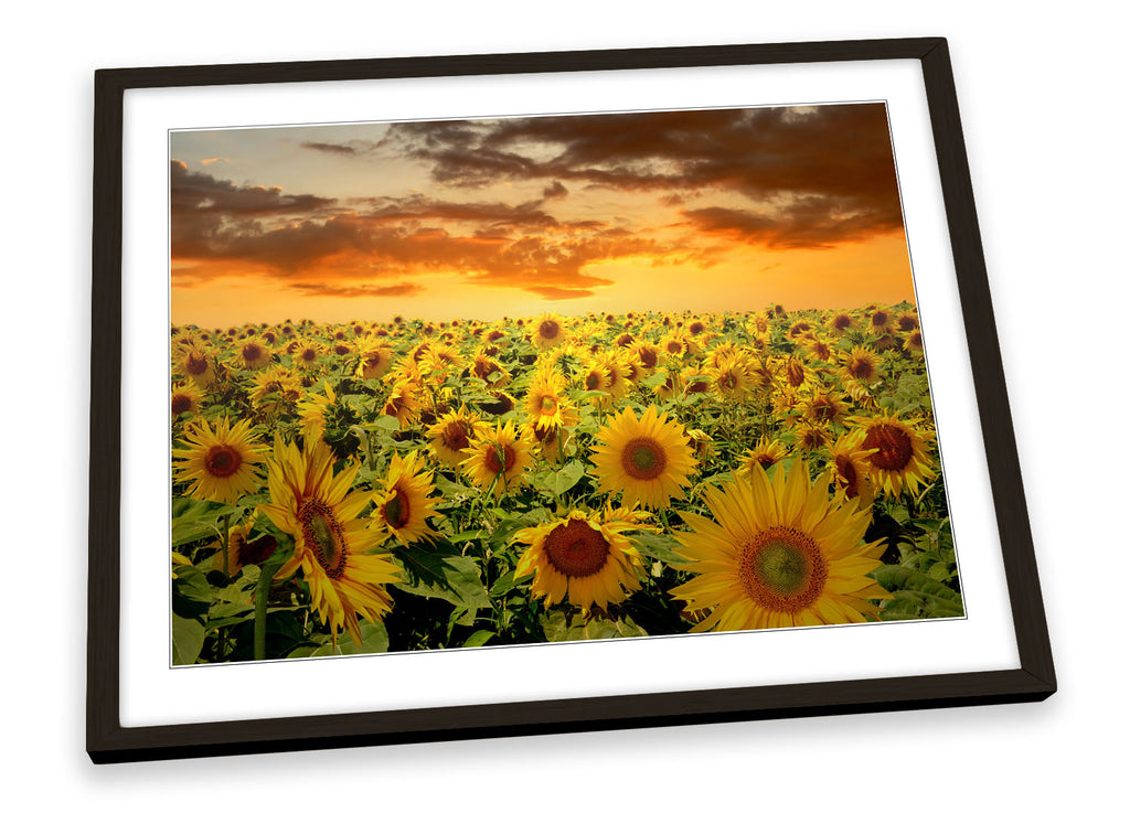 Sunflowers Sunset Floral Framed
