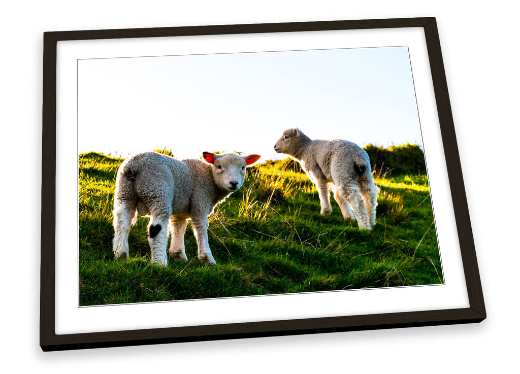 Sheep Lambs Sunset Multi-Coloured Framed