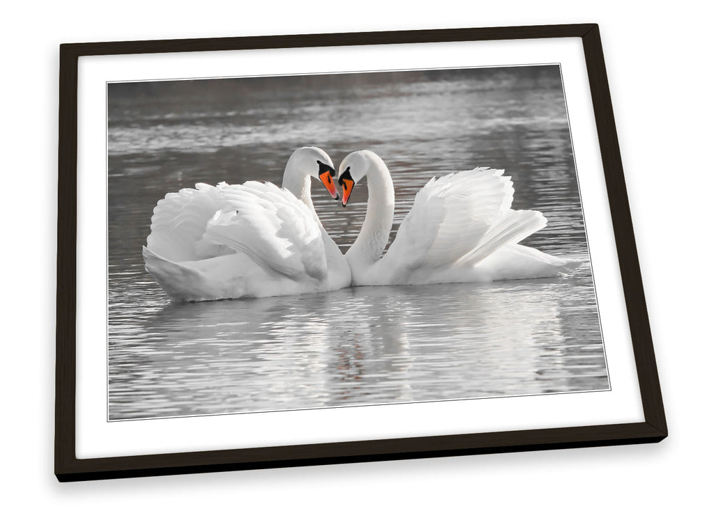 Swans Pair Love Partners Framed