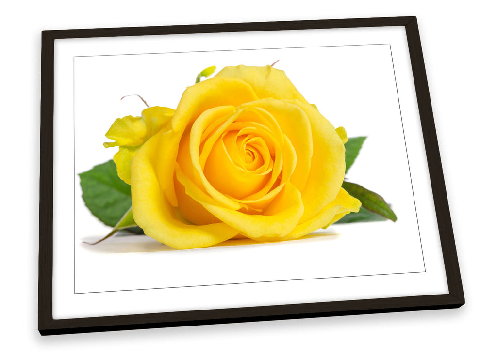 Rose Floral Flower Yellow Framed