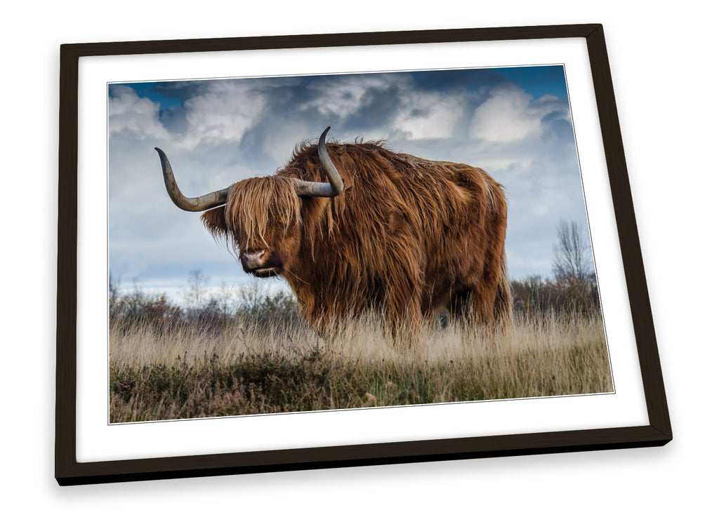 Highland Cow Bull Framed