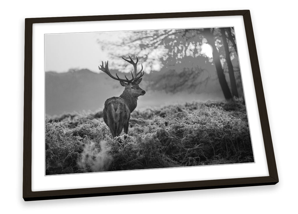 Stag Deer Sunset Forest B&W Framed