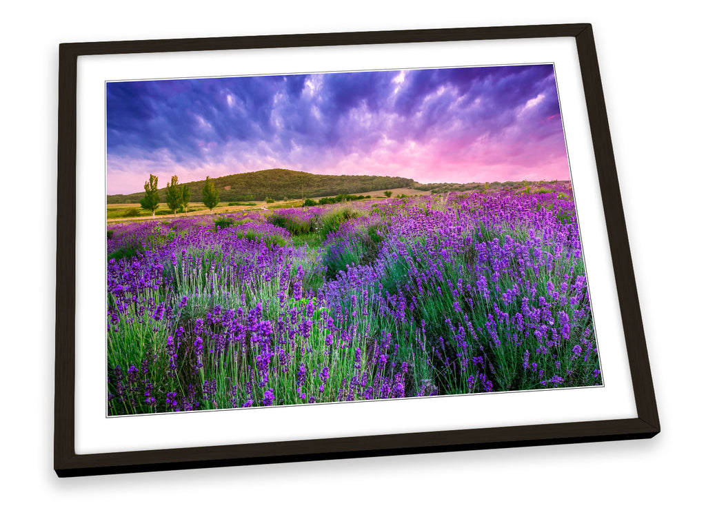 Summer Lavender Field Sunset Framed