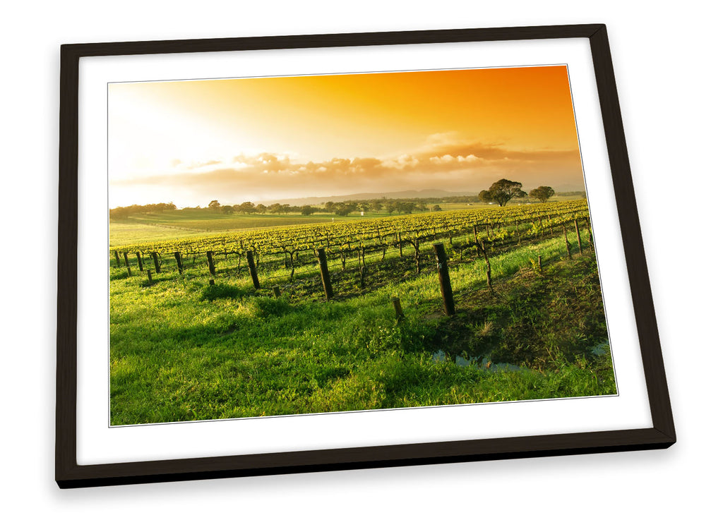 Summer Vineyard Sunset Landscape Framed