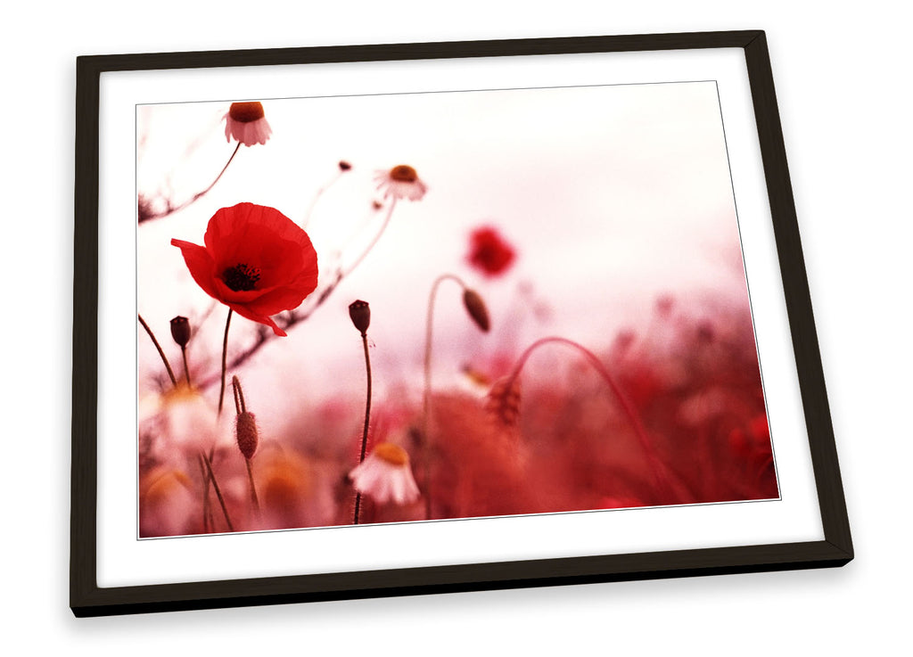 Red Poppies Floral Flowers Framed