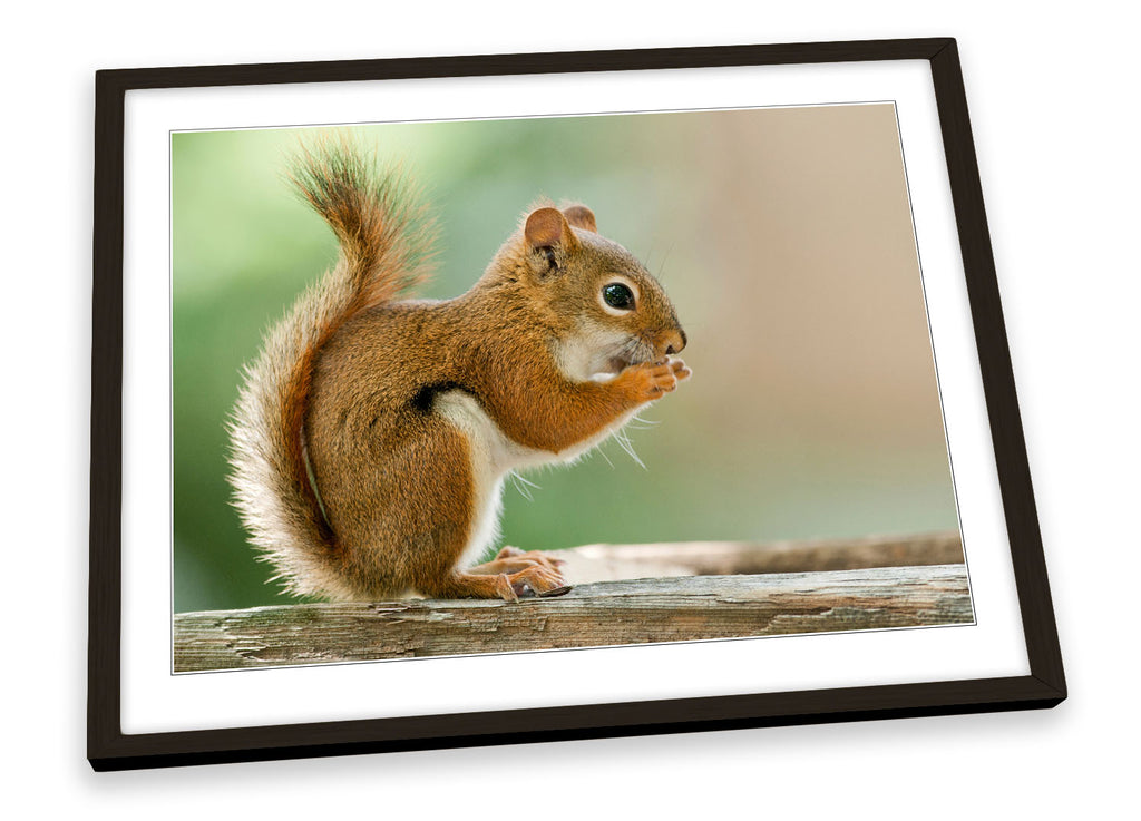 Red Squirrel Wildlife Framed