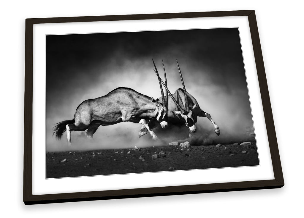Antelopes Fighting Powerful Black & White Framed