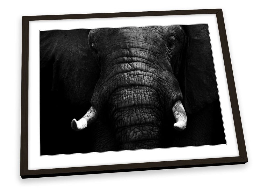 Elephant Mono B&W Framed