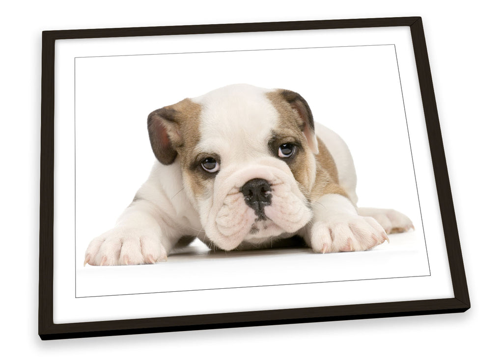 British Bulldog Puppy Cute Framed