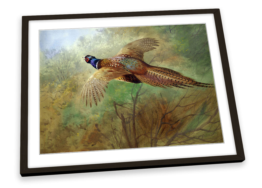 Archibald Thorburn Pheasant in flight Framed