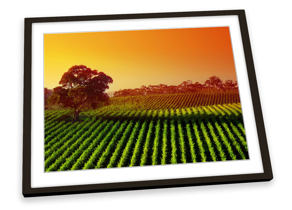 Sunset Vineyard Landscape Framed