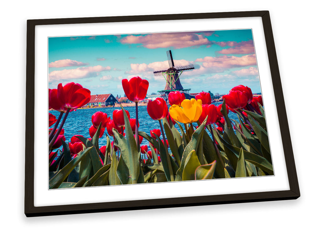 Tulips Windmill Netherlands Framed