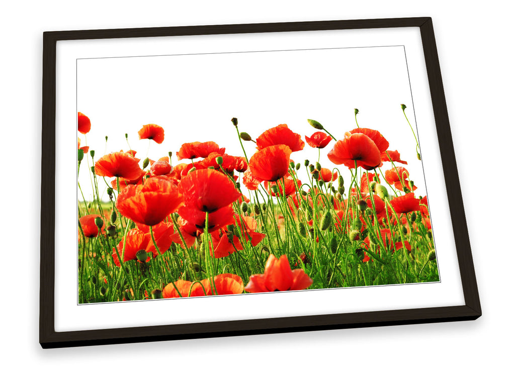 Red Poppies Flowers Framed
