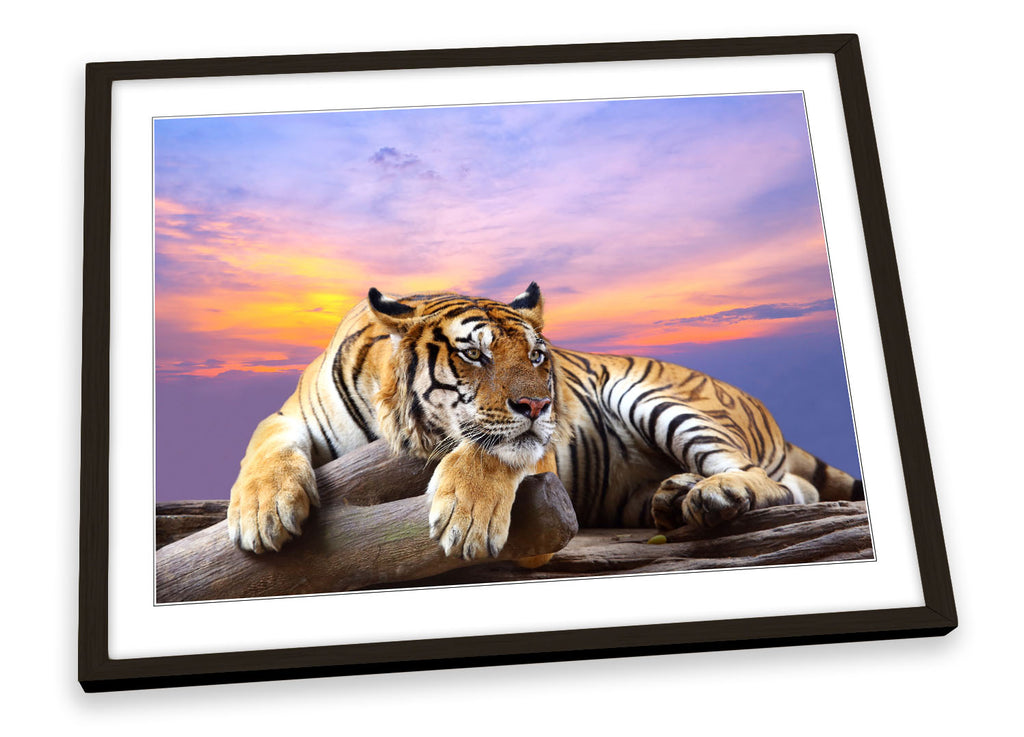 Tiger Sunset Framed