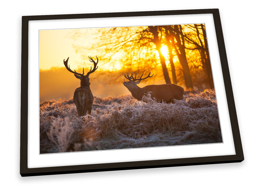 Stag Deers Wildlife Sunset Framed