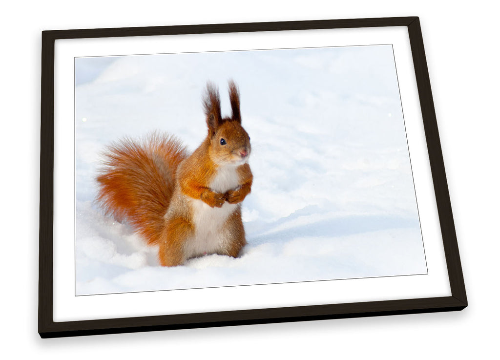 Red Squirrel Snow Framed