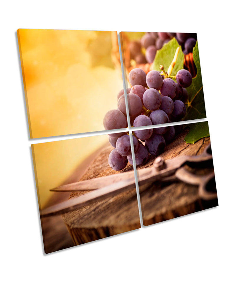 Harvest Grapes Vineyard Wine