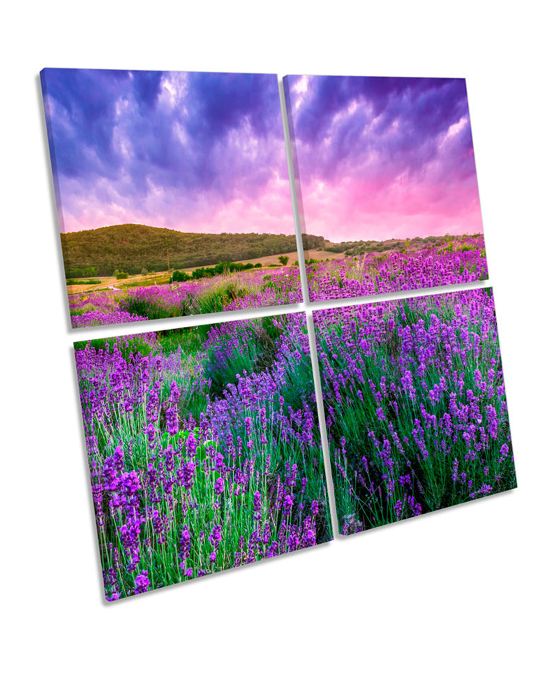 Summer Lavender Field Sunset