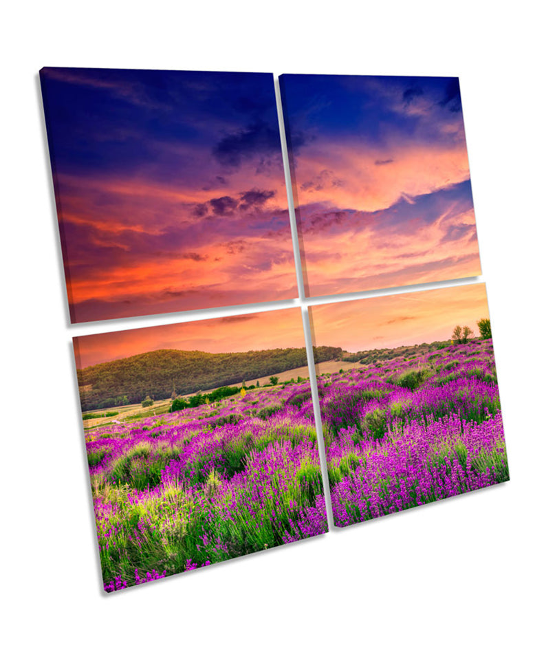 Summer Lavender Sunset Field