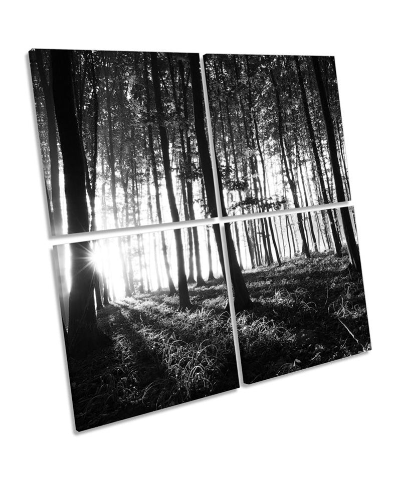 Forest Landscape Trees B&W