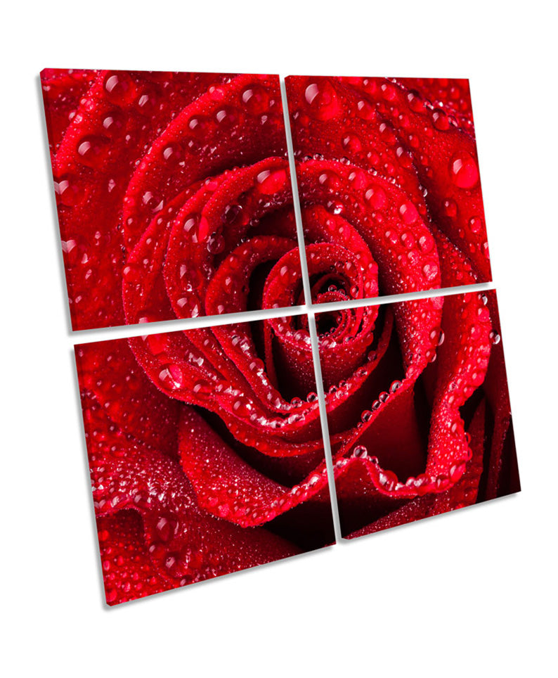 Red Rose Floral Flower