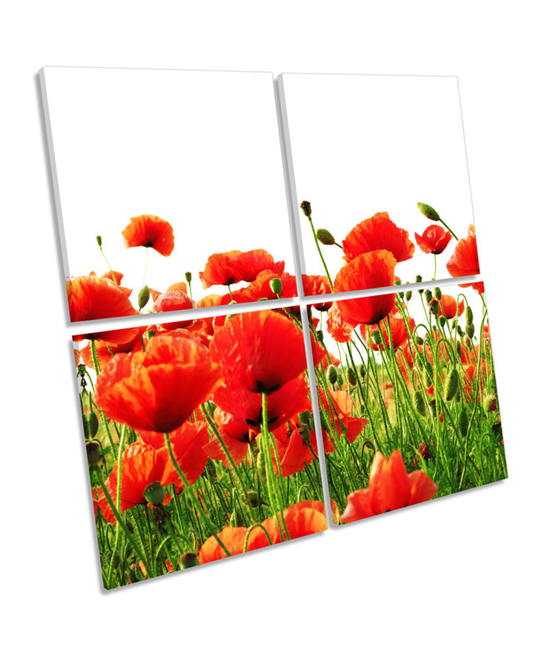 Red Poppies Flowers