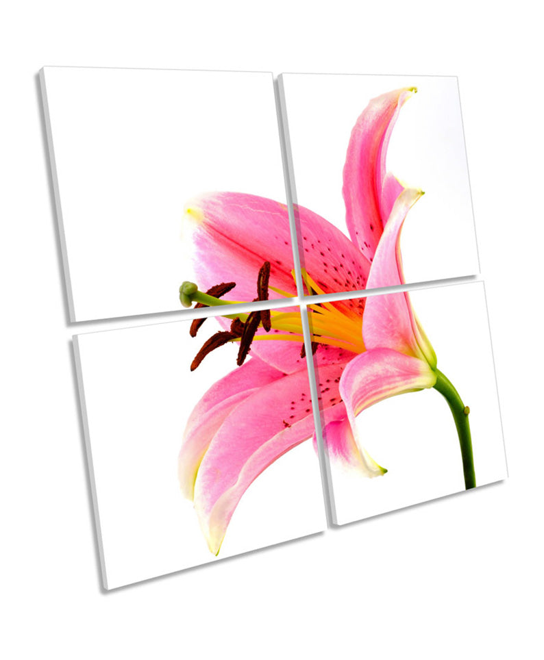 Pink Lily Flower Floral