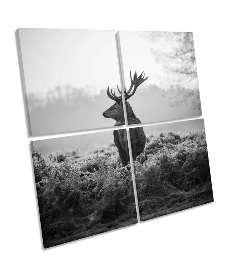 Stag Deer Sunset Forest B&W