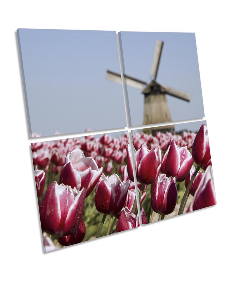 Windmill Flowers Depth Focus