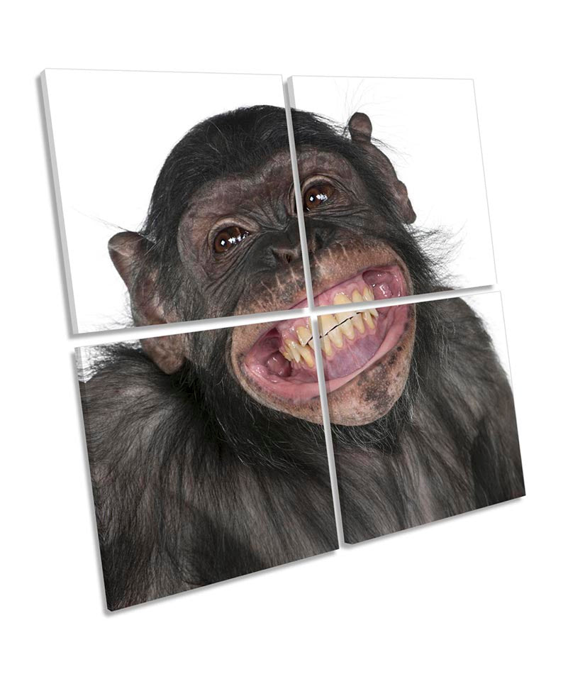 Cheeky Monkey Chimp Smile