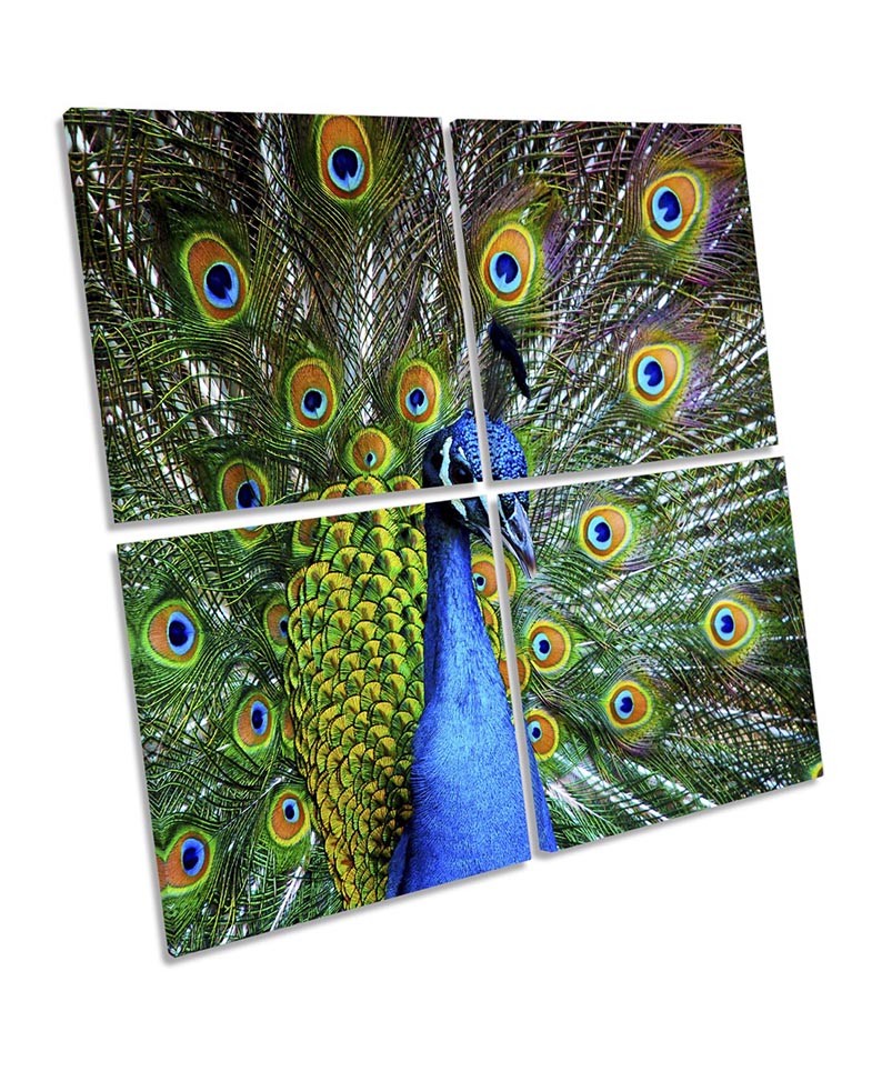 Peacock Bird Feathers