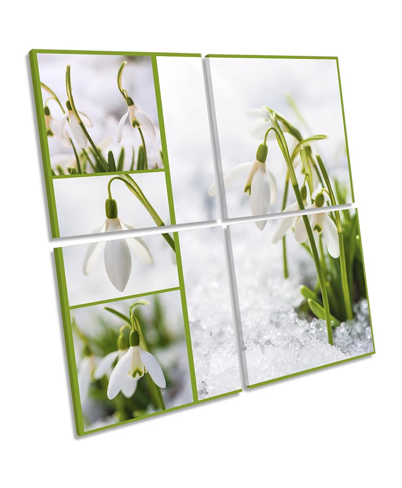 Snowdrops Floral Flowers White