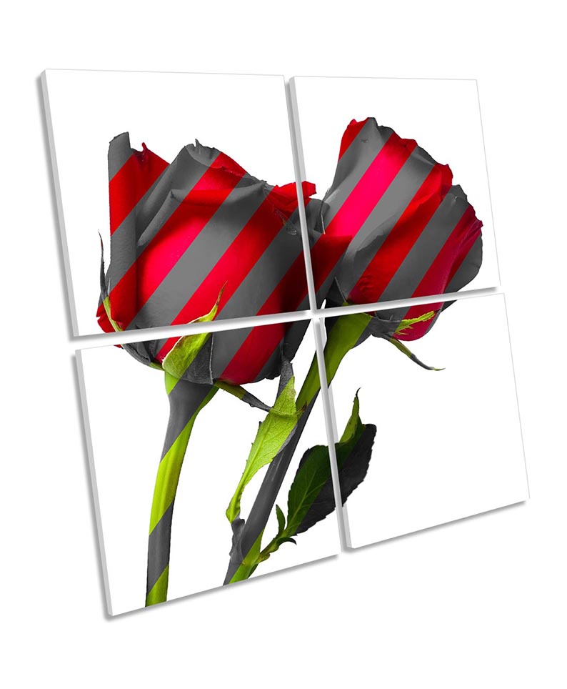 Rose Flower Striped Red