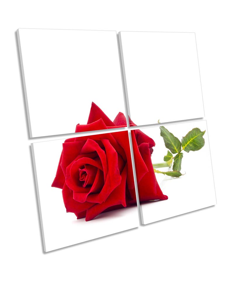 Single Red Rose Flower White