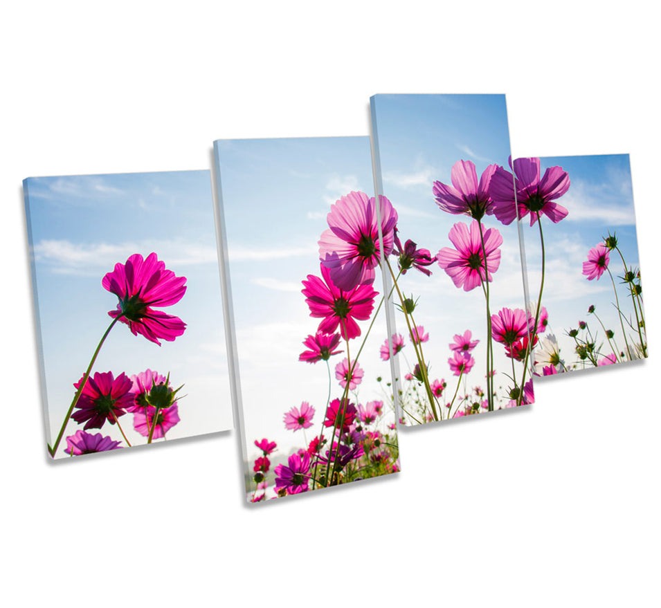 Cosmos Flowers Floral Field