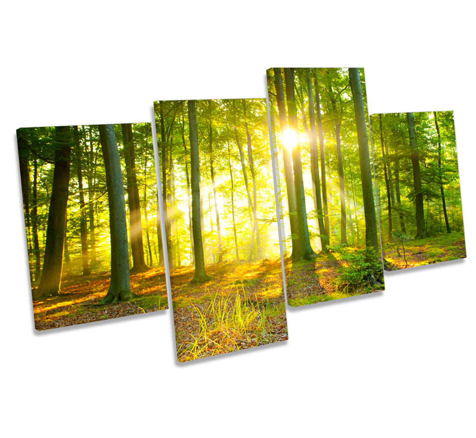 Sunlight Forest Trees Sunset
