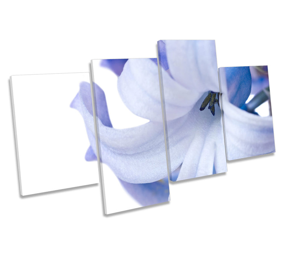 Hyacinth Floral Flower