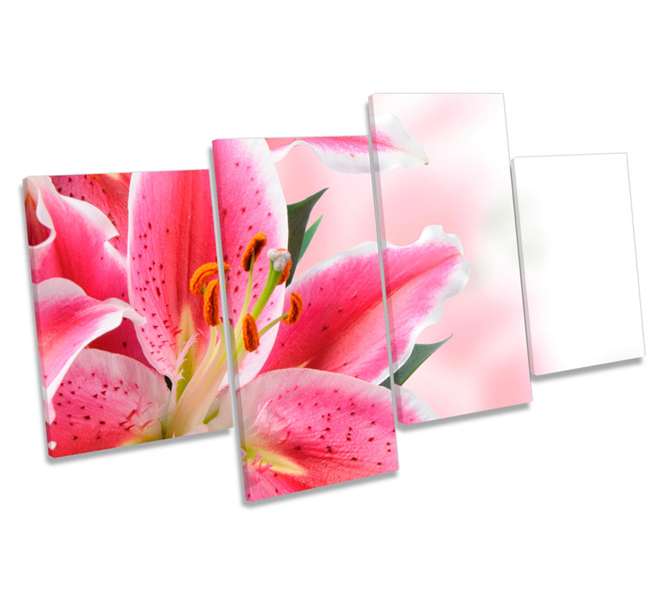 Pink Lilies Flowers Floral