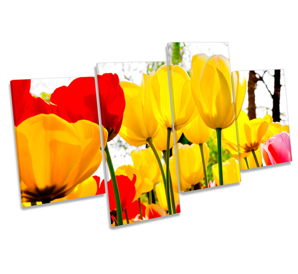 Tulip Flowers Floral Red Yellow