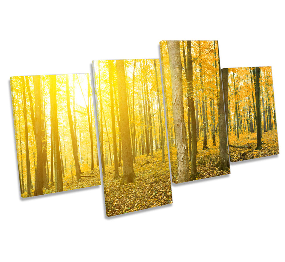 Yellow Forest Sunset Landscape