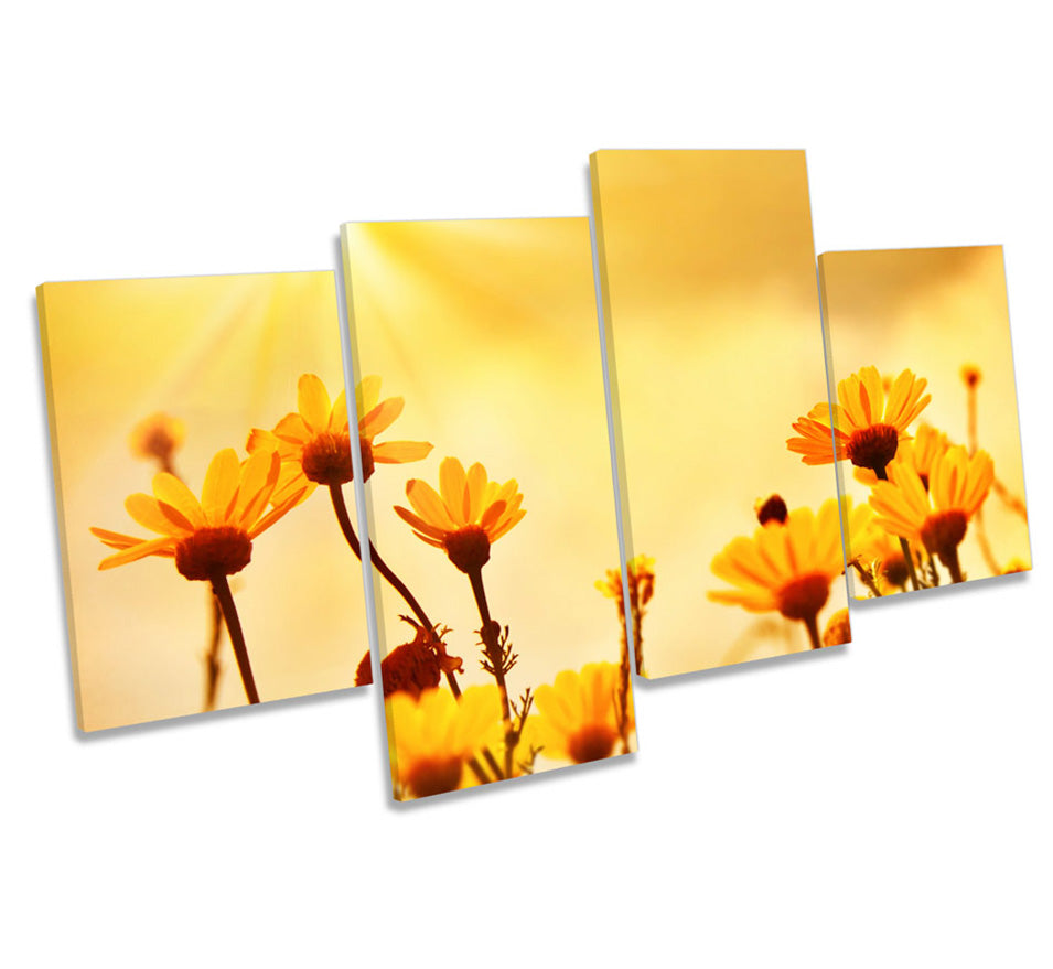 Yellow Floral Flowers Sunset