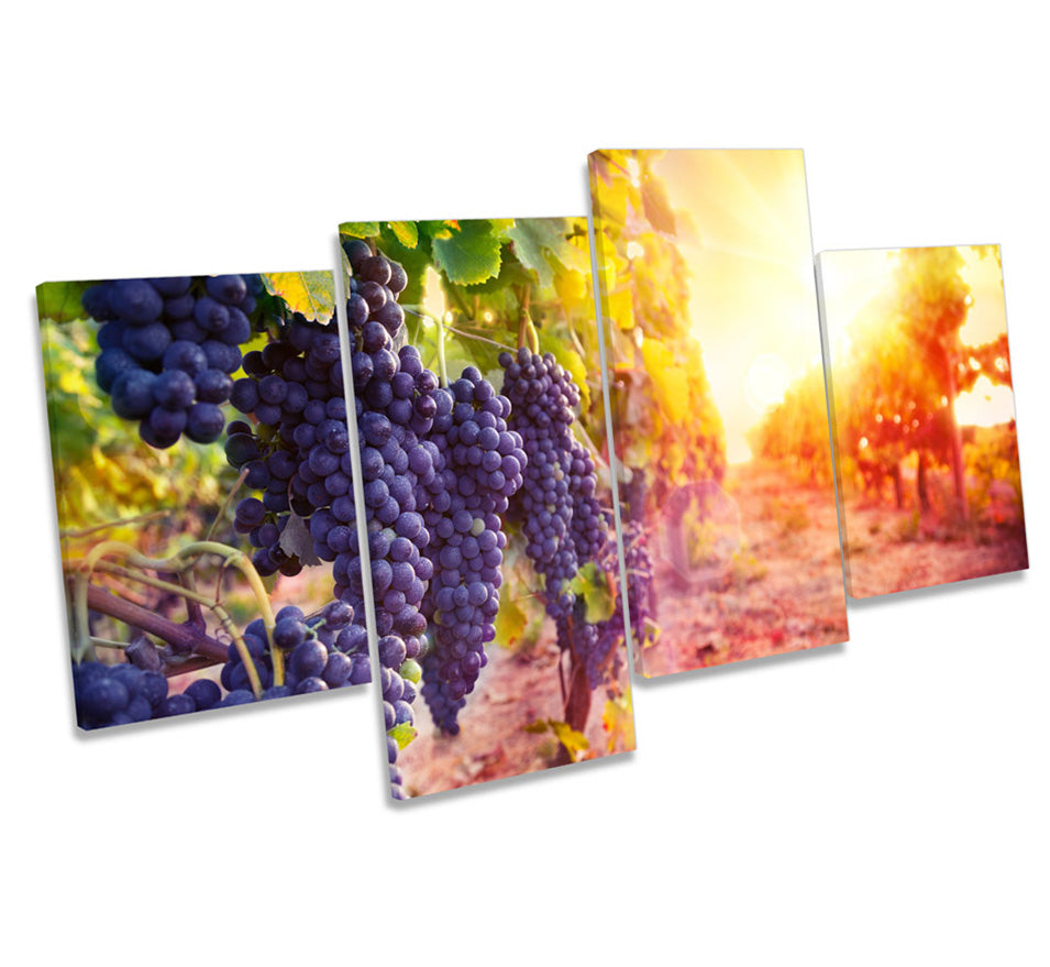 Vineyard Grapes Wine Sunset