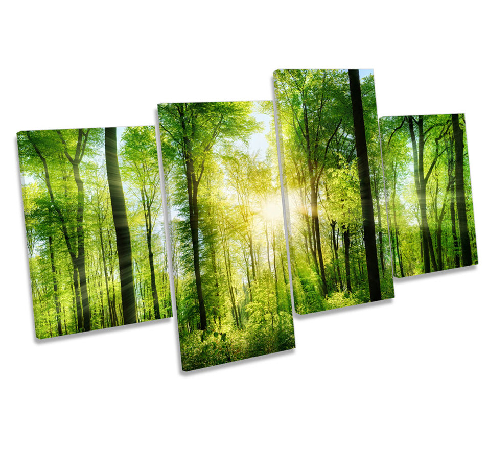 Green Forest Trees Sunset