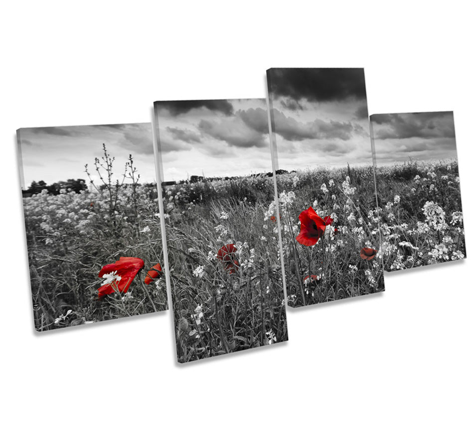 Red Poppies Flowers Field