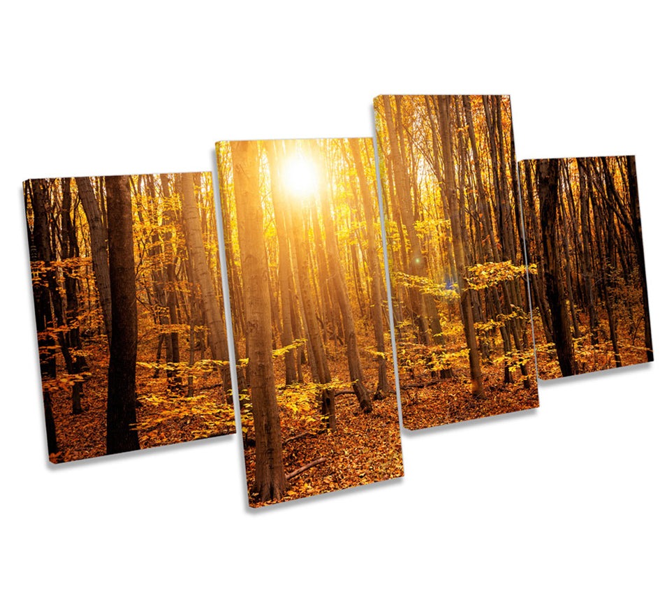 Orange Forest Sunset Trees