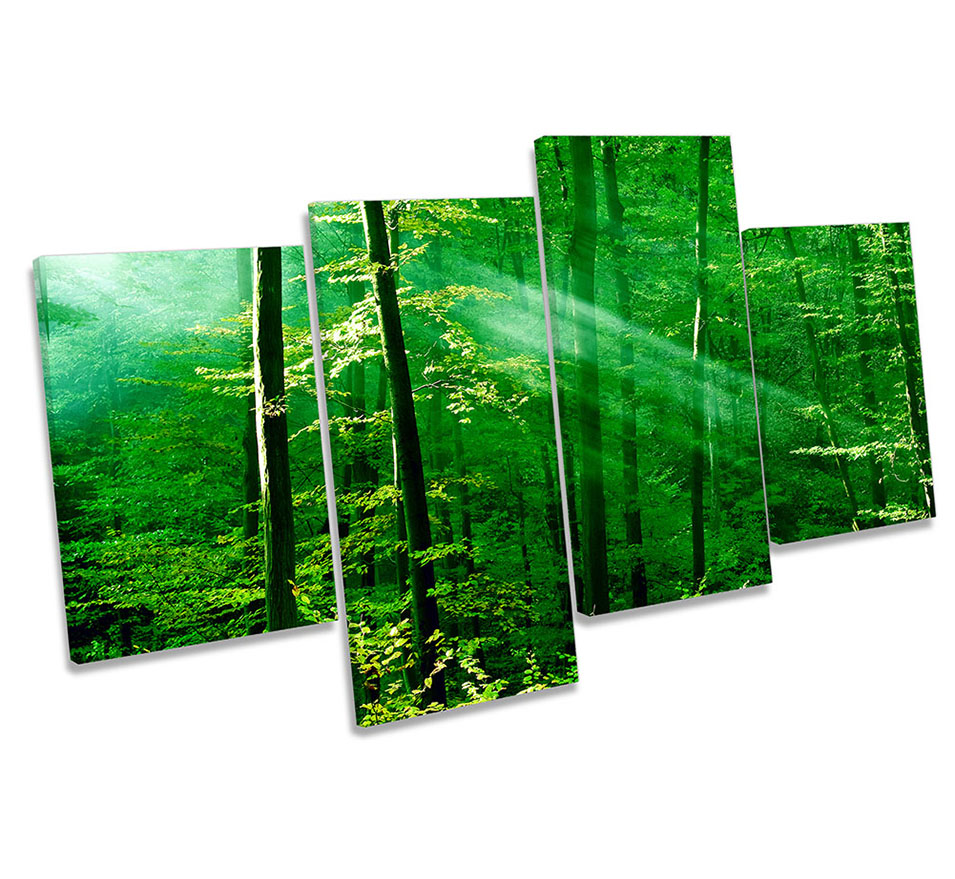 Green Forest Trees Sunlight