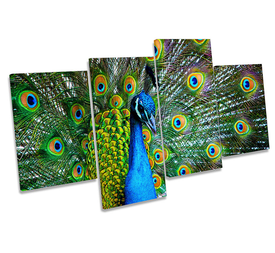 Peacock Bird Feathers